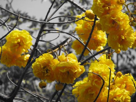 ฝ้ายคำ สะพรั่งหน้าวัด ทุกต้นปี (The yearly blooming “Fai Kham” )