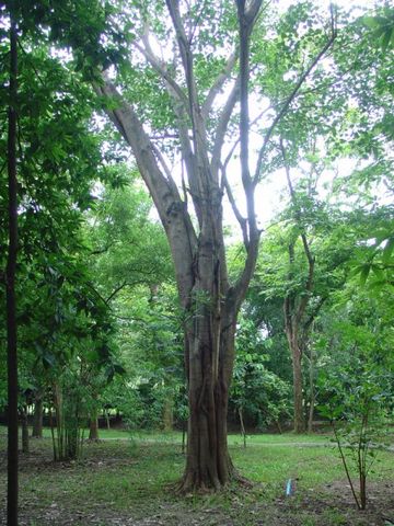 วนปติ: โพธิ์เมื่อครั้งตั้งวัด (Bodhi tree)